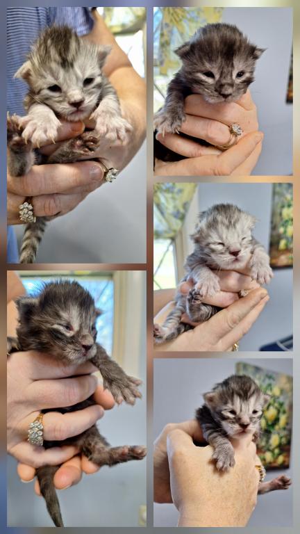 Halloween Litter photo 10