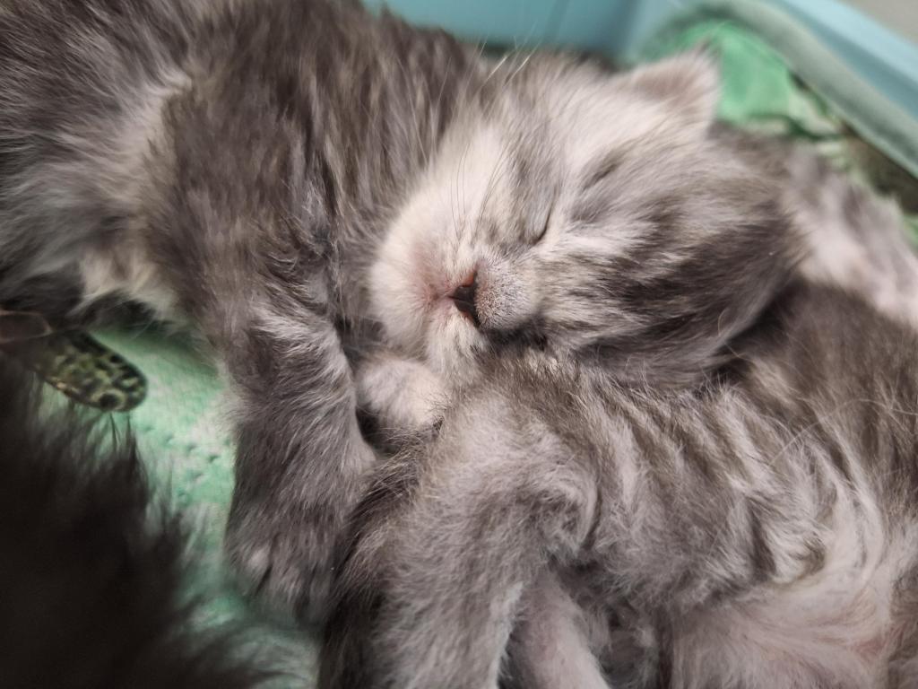 Halloween Litter photo 8