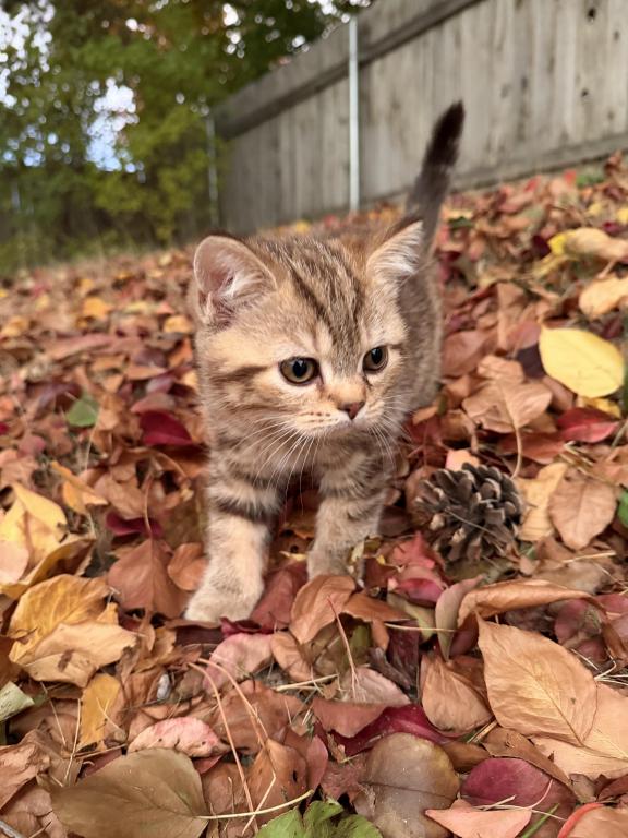 Matcha Kittens Litter photo 2