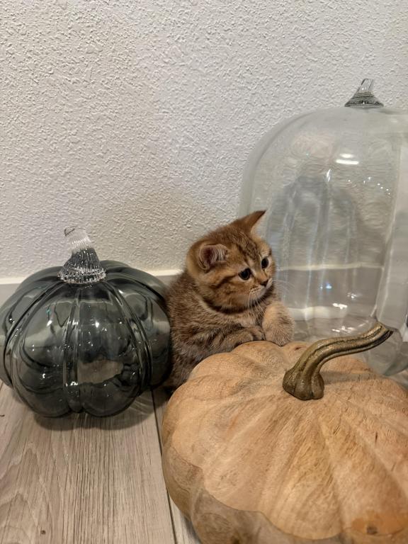 Matcha Kittens Litter photo 5