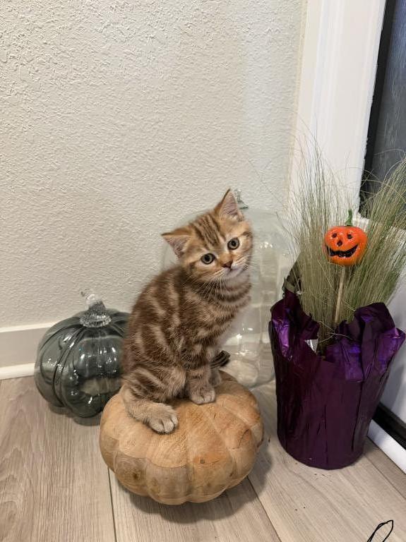 Matcha Kittens Litter photo 6