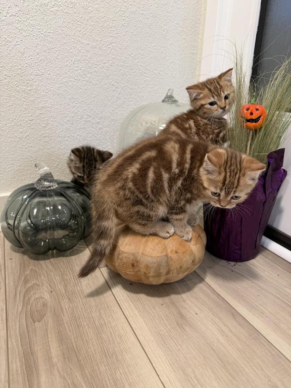 Matcha Kittens Litter photo 3