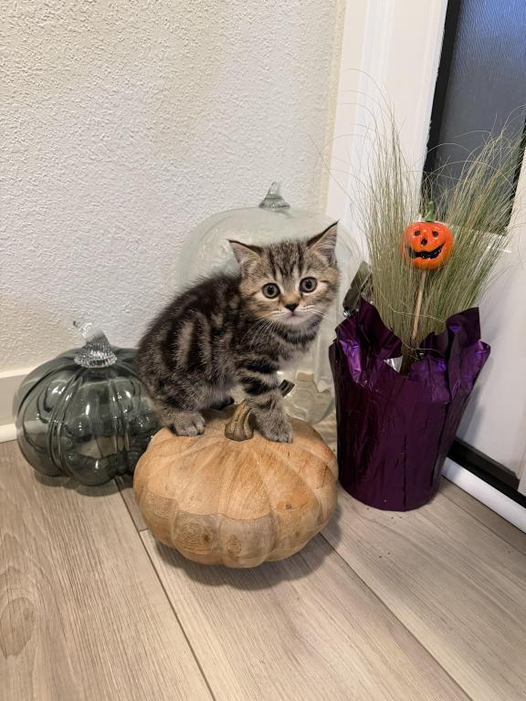 Matcha Kittens Litter photo 4