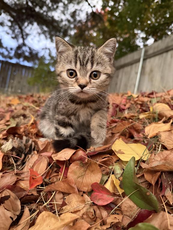 Matcha Kittens Litter
