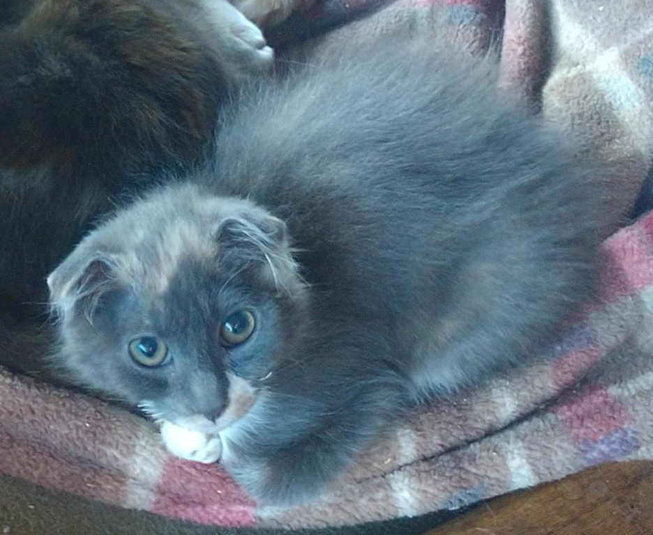 Scottish Fold Watercolor Torte Female