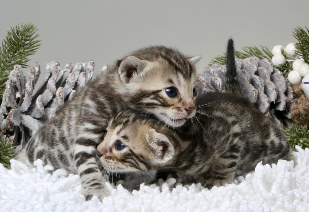 Happy & Playful