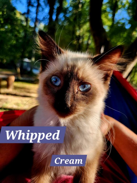 Whipped Creme