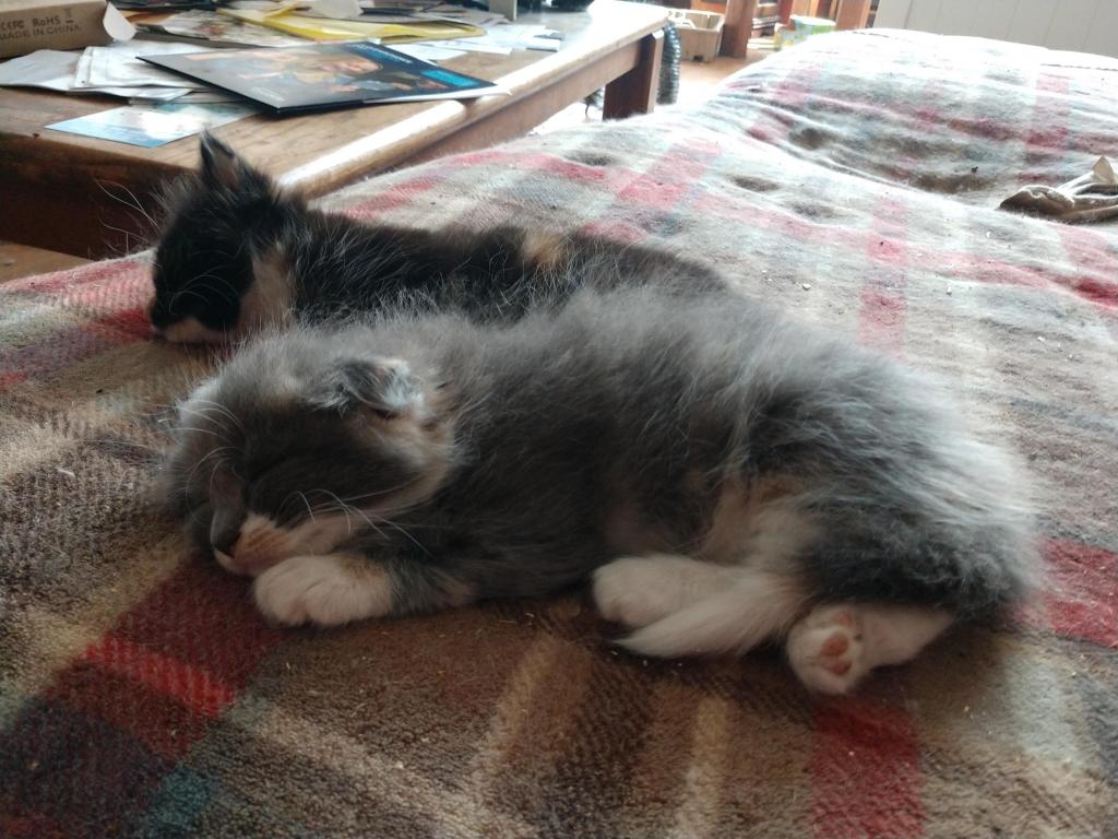 Scottish Fold Tort Female photo 7