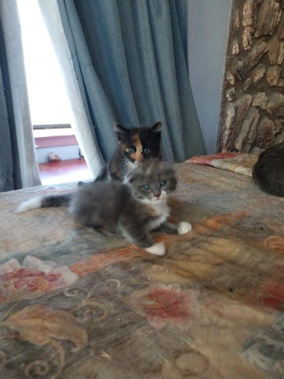 Scottish Fold Tort Female photo 6