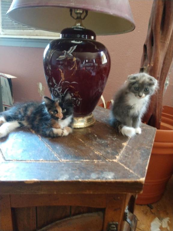 Scottish Fold Tort Female photo 4