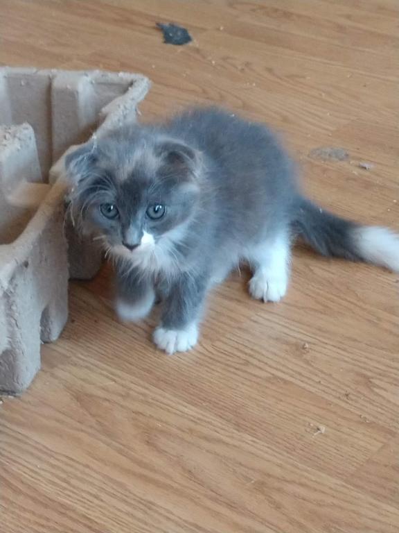 Scottish Fold Tort Female photo 3
