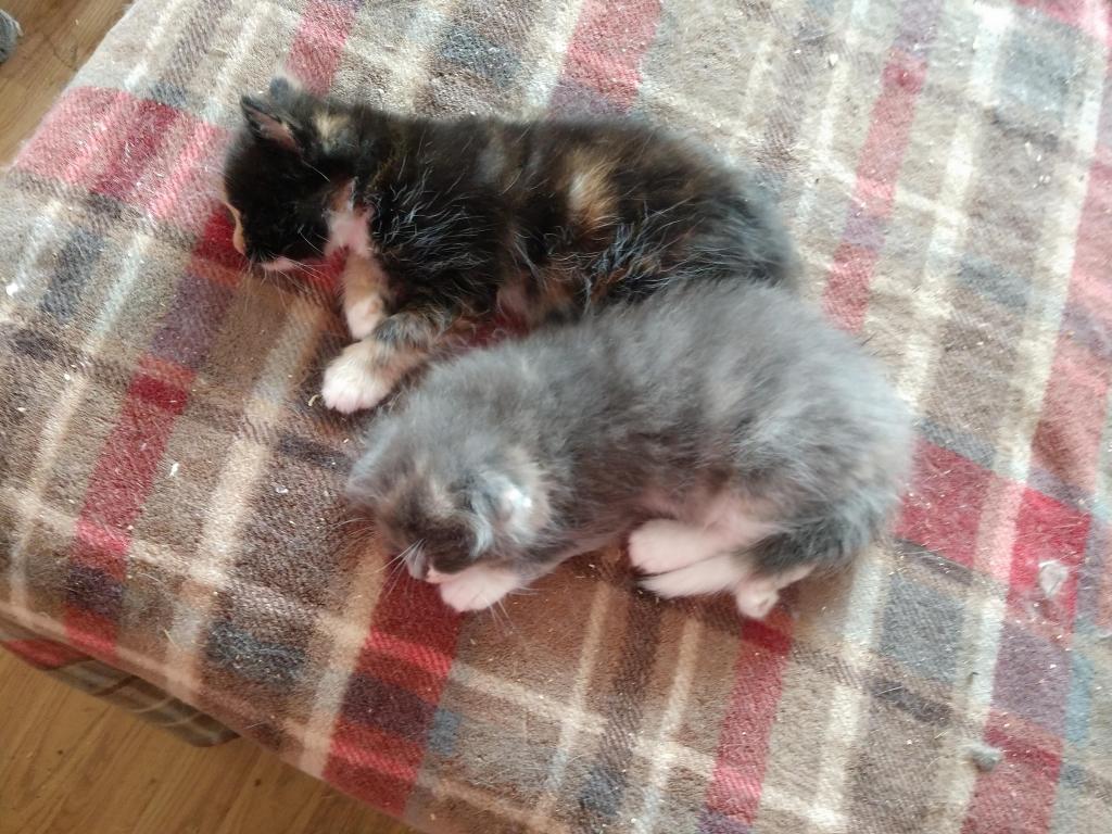 Scottish Fold Tort Female photo 8