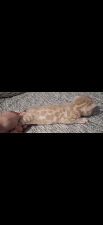 SiriusADOPTED photo 1