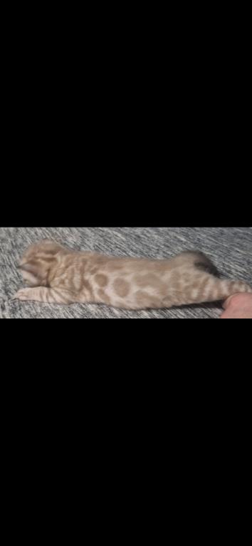 SiriusADOPTED photo 3