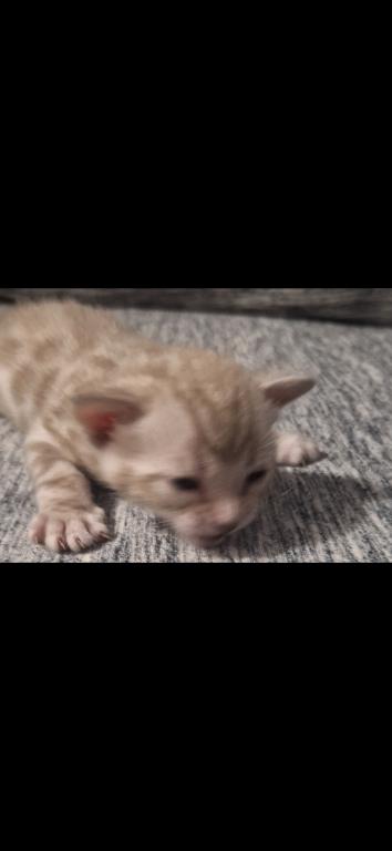 SiriusADOPTED photo 2