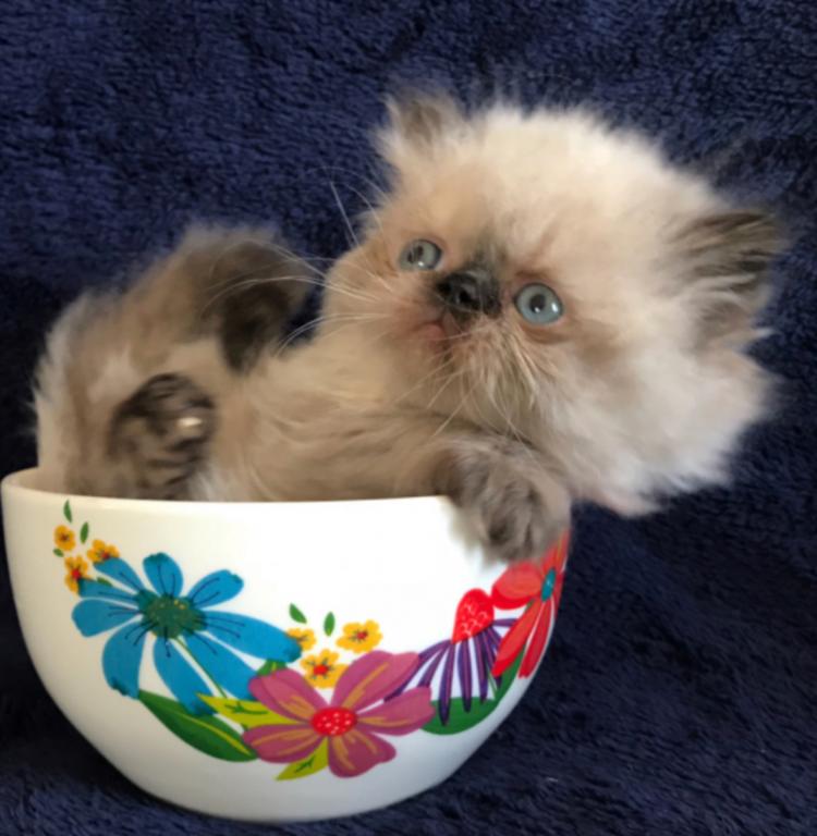 Persian photo 3