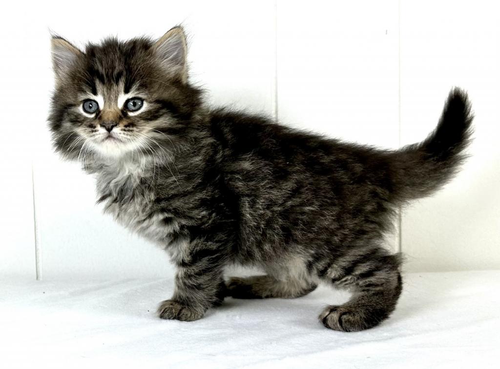 Siberian Kitten Tyler photo 5