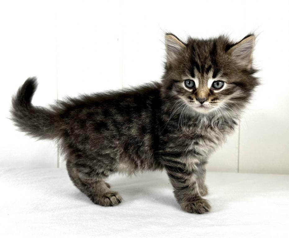 Siberian Kitten Tyler photo 3