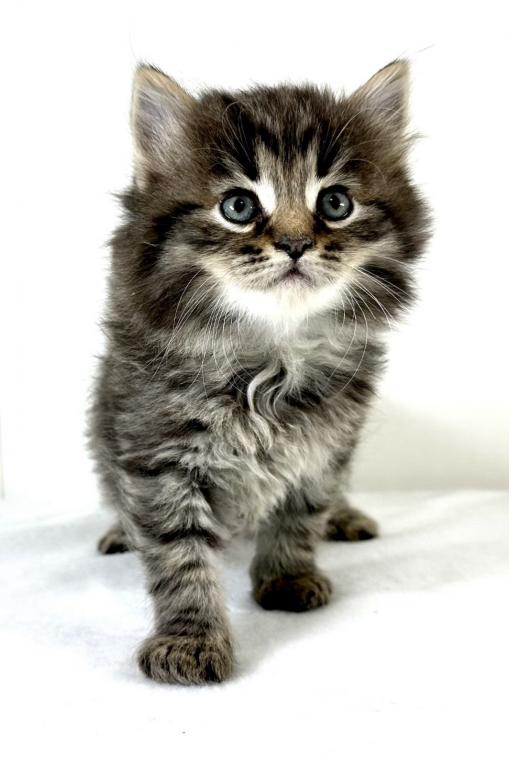 Siberian Kitten Tyler photo 7