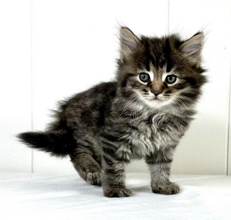 Siberian Kitten Tyler photo 2