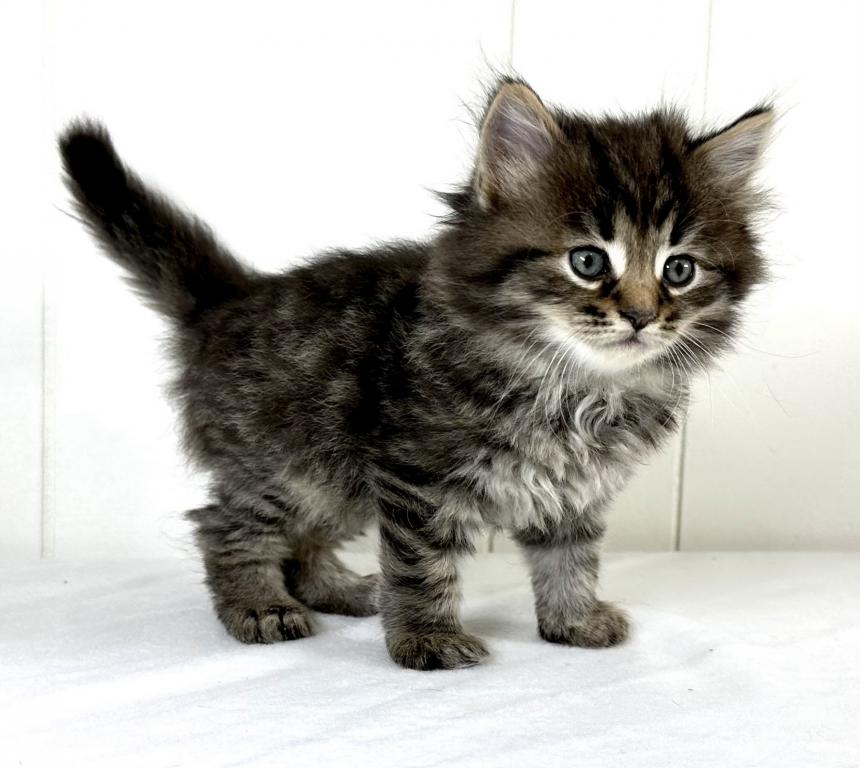 Siberian Kitten Tyler photo 4