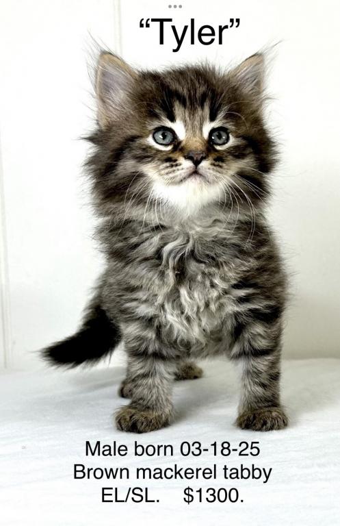 Siberian Kitten Tyler photo 6
