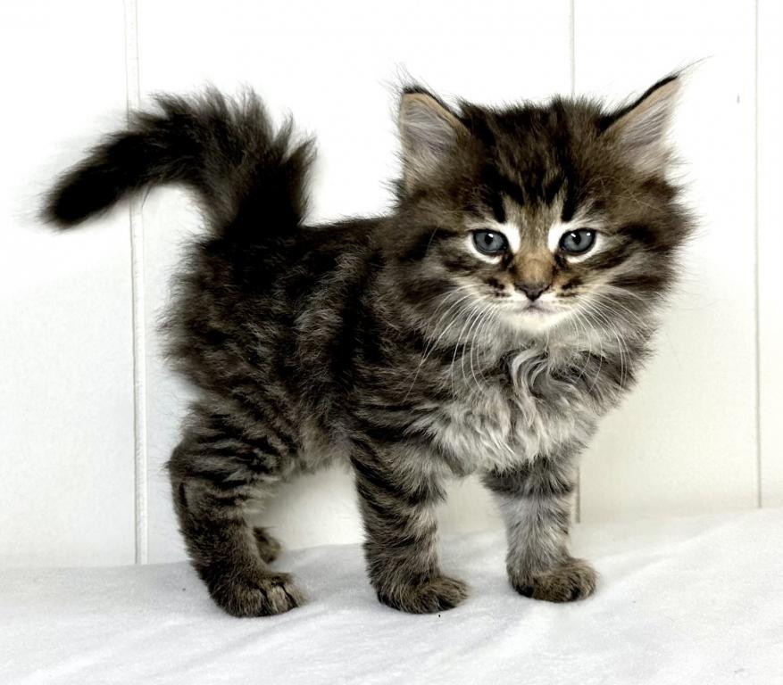 Siberian Kitten Tyler photo 1