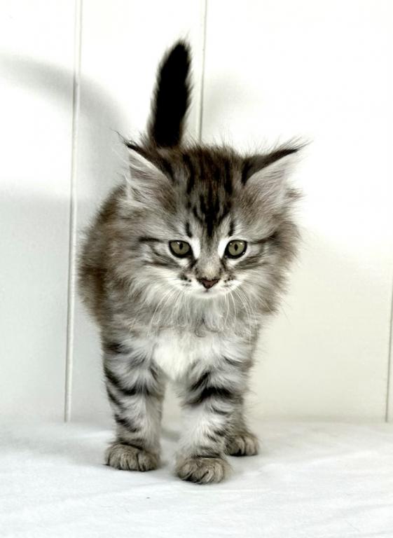 Siberian Kitten Sugar photo 3
