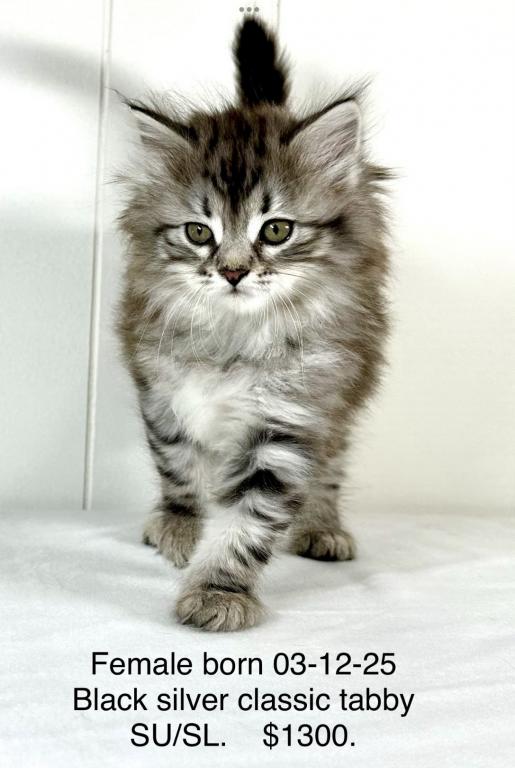 Siberian Kitten Sugar photo 7