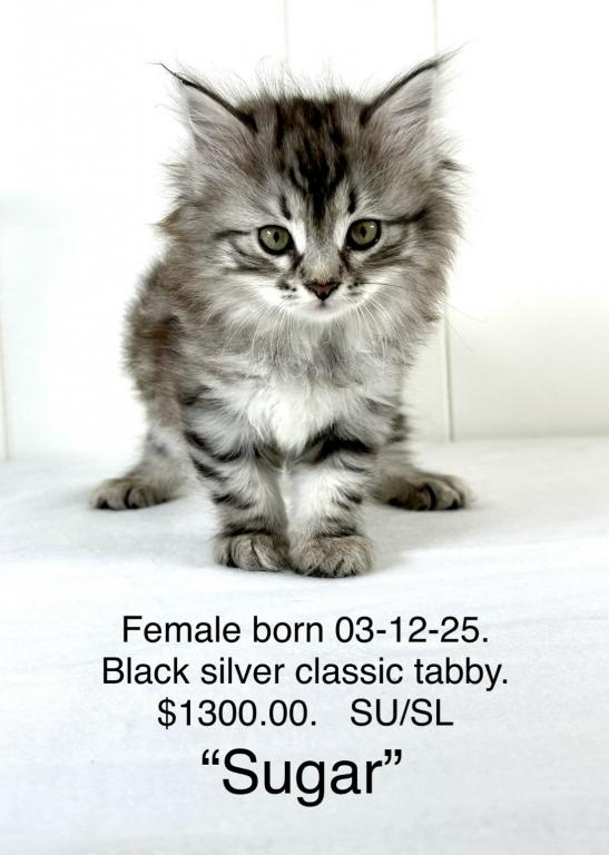 Siberian Kitten Sugar photo 2