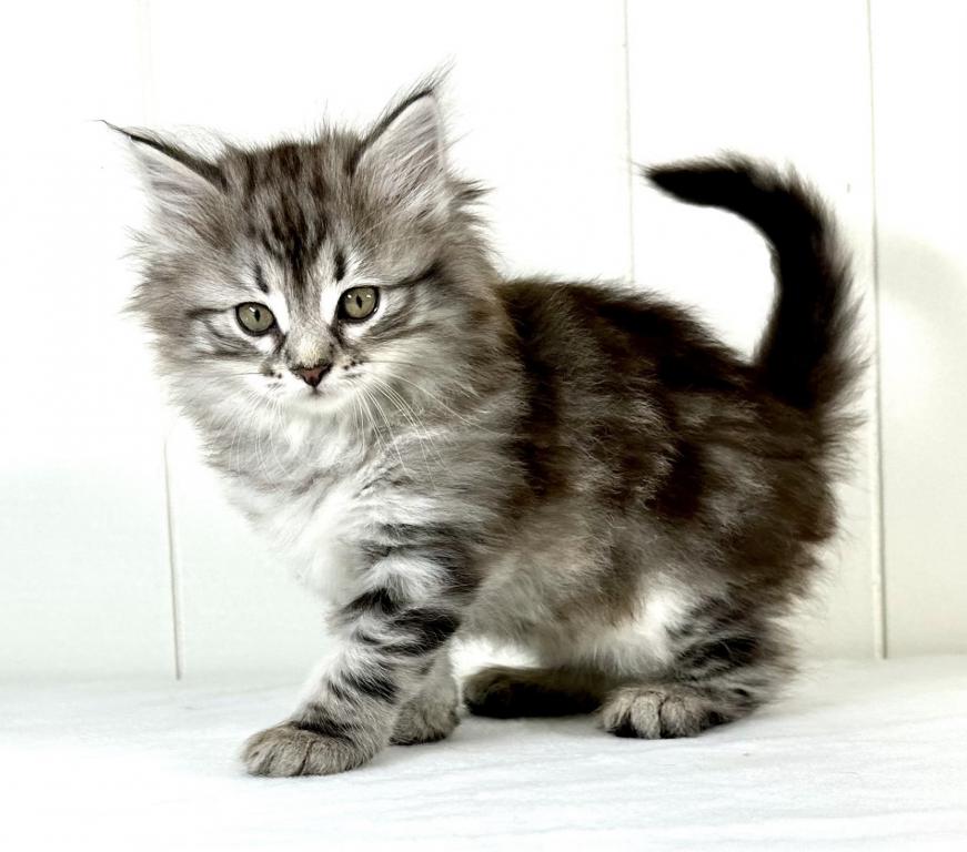 Siberian Kitten Sugar photo 1