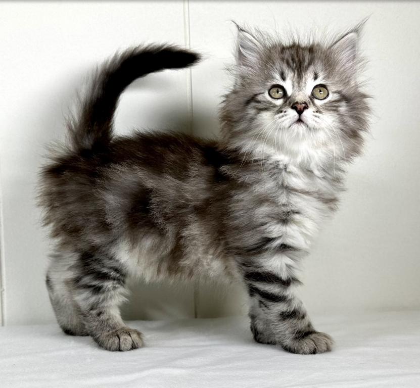 Siberian Kitten Sugar photo 4