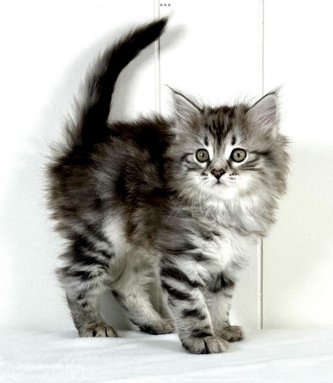 Siberian Kitten Sugar photo 5