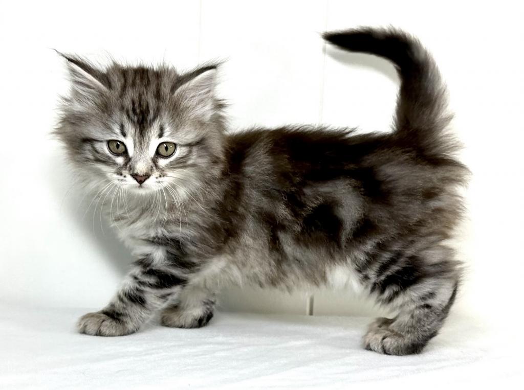 Siberian Kitten Sugar photo 6