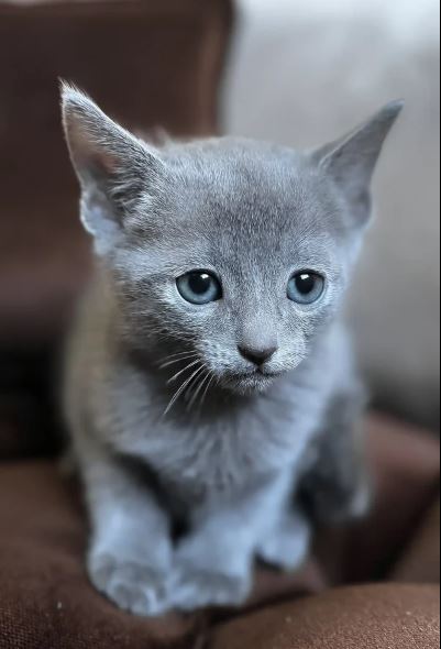 Russian Blue To Good Home photo 2