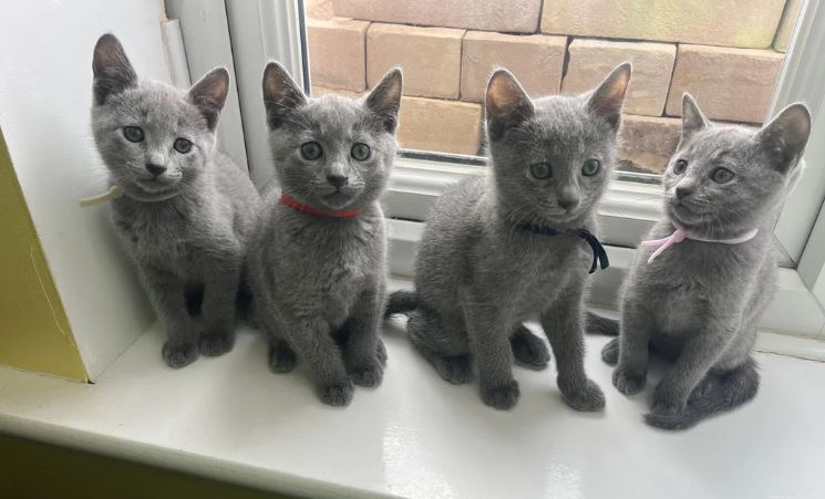 Russian Blue To Good Home
