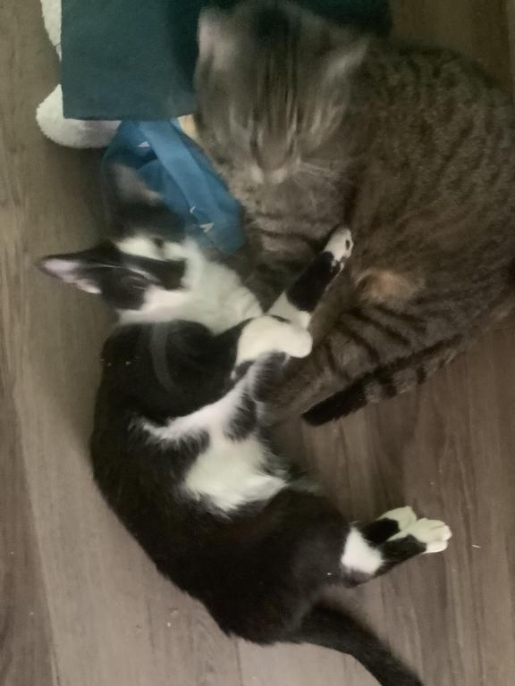 Scruffy And Honda photo 6