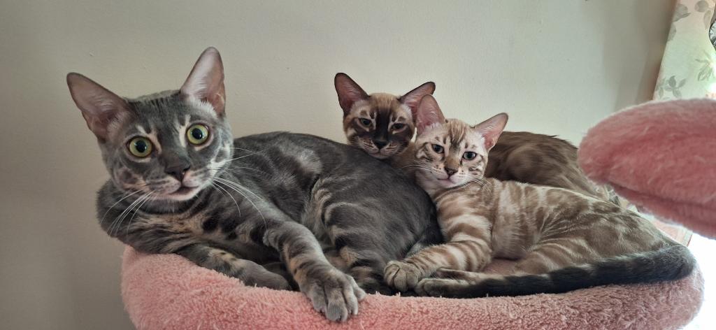 DandelionADOPTED photo 5