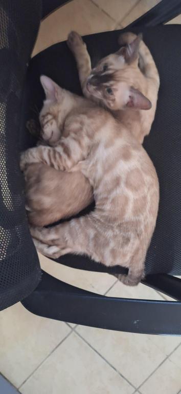 DandelionADOPTED photo 2