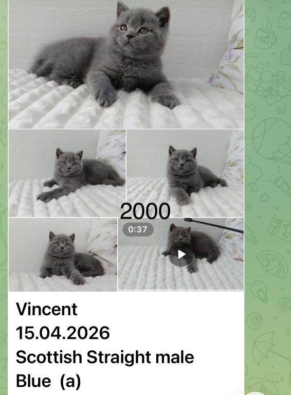 Vincent photo 2