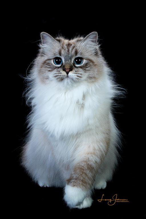 SiberianLife photo 5