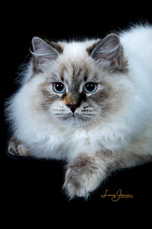 SiberianLife photo 4
