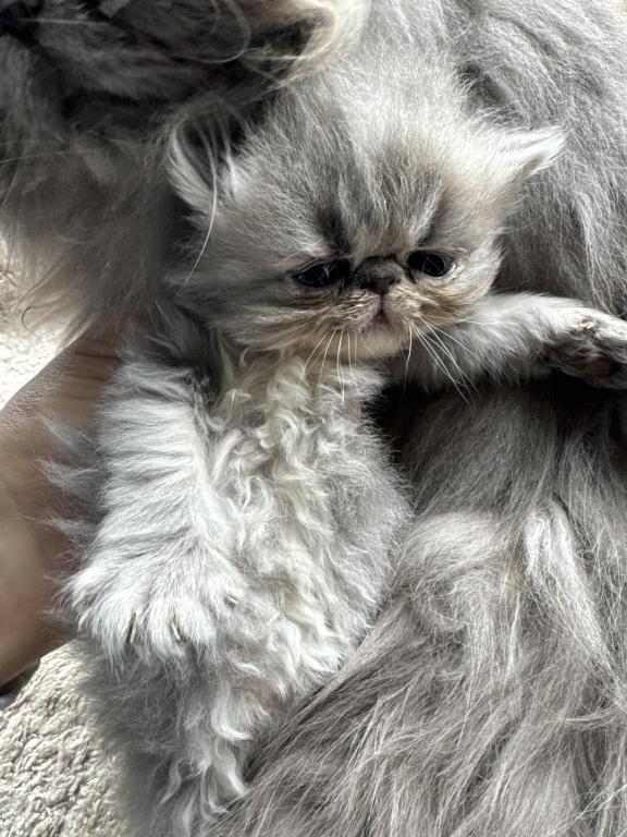 New Kittens photo 5