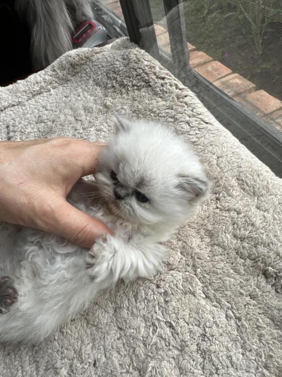 New Kittens photo 8