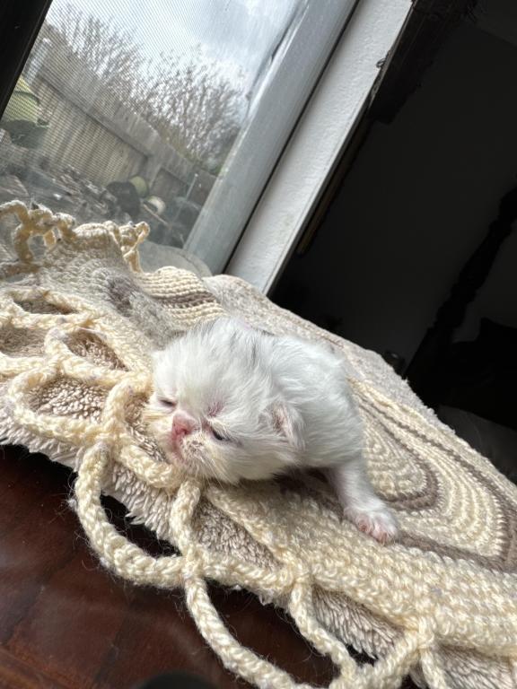 New Kittens photo 6