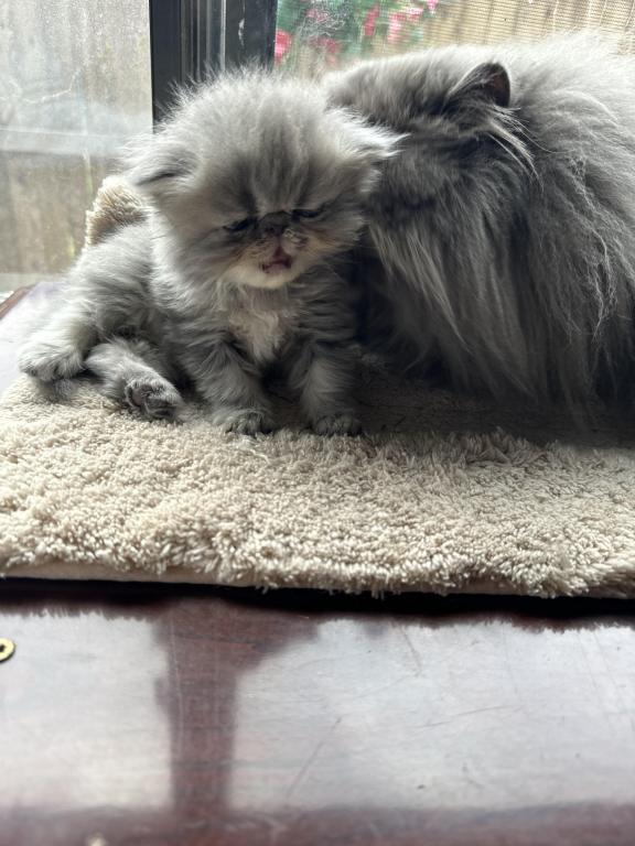 New Kittens photo 3