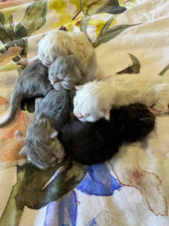 New Kittens photo 9