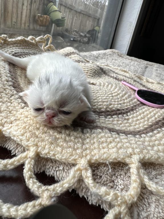 New Kittens photo 7