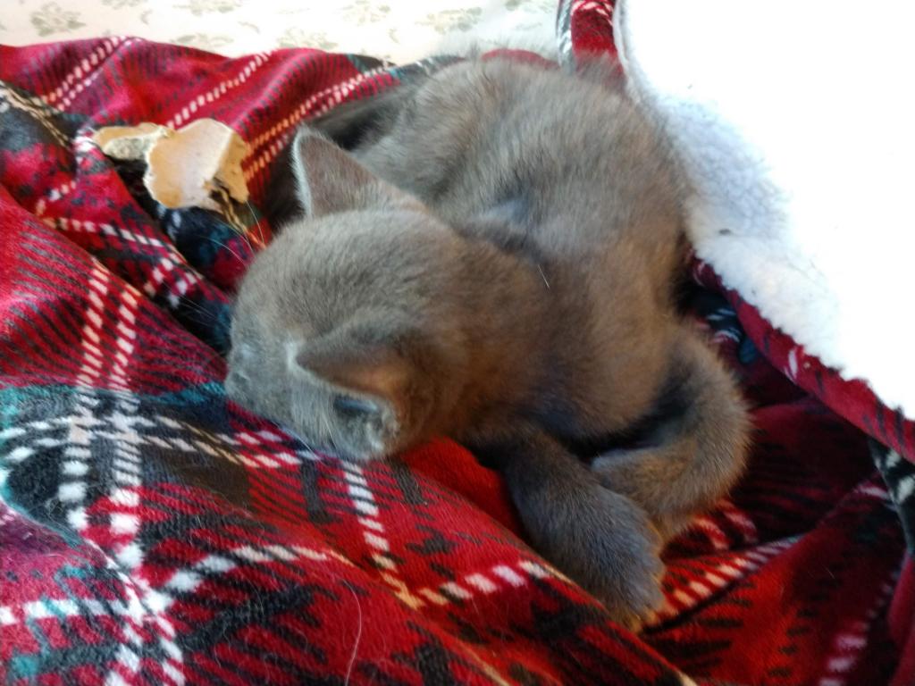 Pauli Polydactyl Scottish Straight photo 4