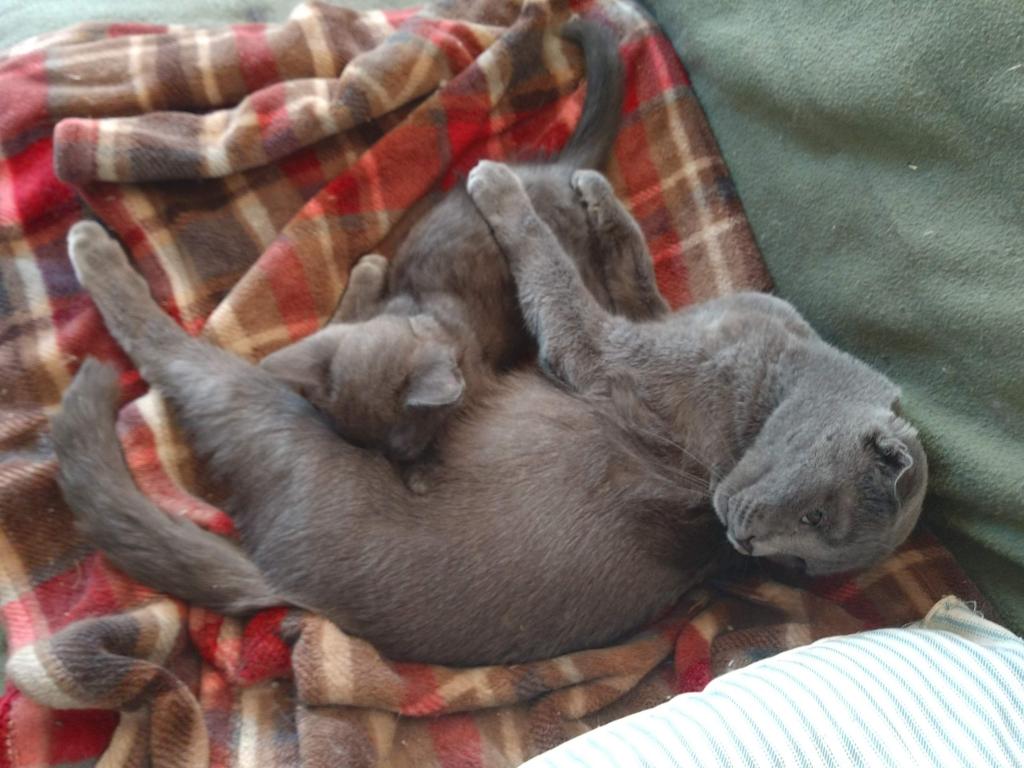 Pauli Polydactyl Scottish Straight photo 7